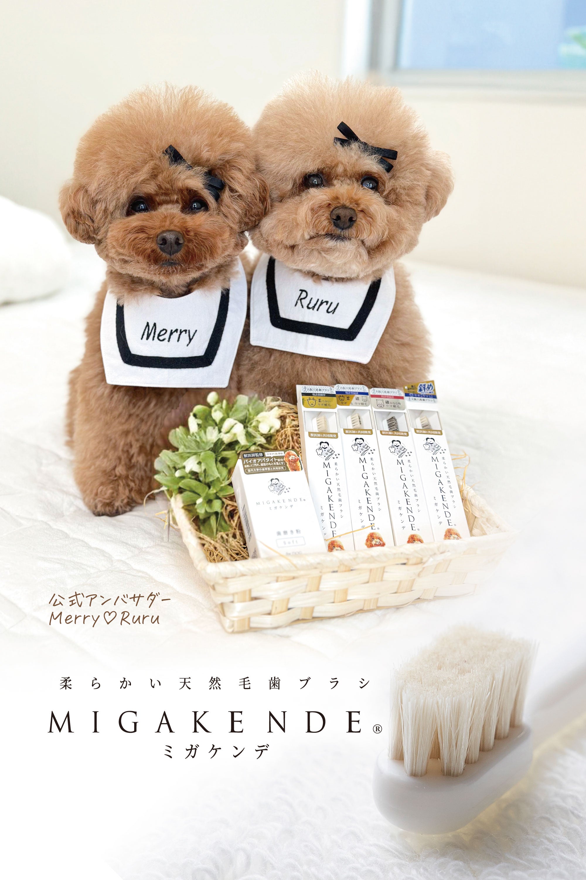 公式] migakende ミガケンデ ネットショップ – ミガケンデネットショップ